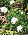 ホワイト 庭の花 海の倹約, Armeria  juniperifolia フォト, 栽培 と 説明, 特性 と 成長