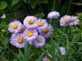 lilac Garden Flowers Seaside Daisy, Beach Aster, Flebane, Erigeron glaucus Photo, cultivation and description, characteristics and growing