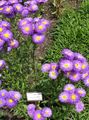 purple Garden Flowers Seaside Daisy, Beach Aster, Flebane, Erigeron glaucus Photo, cultivation and description, characteristics and growing