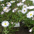 white Garden Flowers Seaside Daisy, Beach Aster, Flebane, Erigeron glaucus Photo, cultivation and description, characteristics and growing
