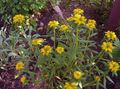 gul Hage blomster Sedum Aizoon Bilde, dyrking og beskrivelse, kjennetegn og voksende
