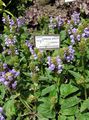 lilac Garden Flowers Self-Heal, Selfheal, Heal All, Prunella Photo, cultivation and description, characteristics and growing