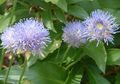 azzurro I fiori da giardino Bit Scabious, Strisciante Santoreggia Di Pecora, Jasione foto, la lavorazione e descrizione, caratteristiche e la coltivazione