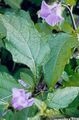lilac Garden Flowers Shoofly Plant, Apple of Peru, Nicandra physaloides Photo, cultivation and description, characteristics and growing