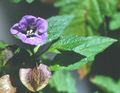 purpurs Dārza Ziedi Shoofly Augs, Ābolu Peru, Nicandra physaloides Foto, audzēšana un apraksts, raksturlielumi un augošs
