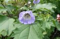gaiši zils Dārza Ziedi Shoofly Augs, Ābolu Peru, Nicandra physaloides Foto, audzēšana un apraksts, raksturlielumi un augošs