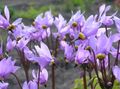 lilac Garden Flowers Shooting star, American Cowslip, Indian Chief, Rooster Heads, Pink Flamingo Plant, Dodecatheon Photo, cultivation and description, characteristics and growing