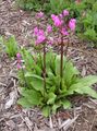 pink Garden Flowers Shooting star, American Cowslip, Indian Chief, Rooster Heads, Pink Flamingo Plant, Dodecatheon Photo, cultivation and description, characteristics and growing