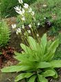 white Garden Flowers Shooting star, American Cowslip, Indian Chief, Rooster Heads, Pink Flamingo Plant, Dodecatheon Photo, cultivation and description, characteristics and growing