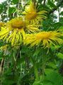 žuta Vrtne Cvjetovi Upadljiv Elecampagne, Elecampane Veličanstven, Inula magnifica Foto, uzgajanje i opis, karakteristike i uzgoj