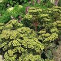 zaļš Dārza Ziedi Košs Stonecrop, Hylotelephium spectabile Foto, audzēšana un apraksts, raksturlielumi un augošs