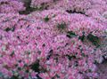 紫丁香 园林花卉 华丽的景天, Hylotelephium spectabile 照, 养殖 和 描述, 特点 和 成长