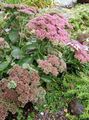 粉红色 园林花卉 华丽的景天, Hylotelephium spectabile 照, 养殖 和 描述, 特点 和 成长