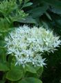 balts Dārza Ziedi Košs Stonecrop, Hylotelephium spectabile Foto, audzēšana un apraksts, raksturlielumi un augošs