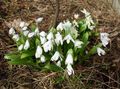 white Garden Flowers Siberian squill, Scilla Photo, cultivation and description, characteristics and growing