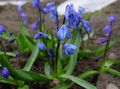 blue Garden Flowers Siberian squill, Scilla Photo, cultivation and description, characteristics and growing