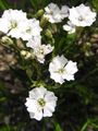 white Garden Flowers Silene alpestris Photo, cultivation and description, characteristics and growing