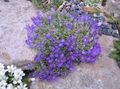 blue Garden Flowers Silvery Dwarf Harebell, Edraianthus Photo, cultivation and description, characteristics and growing