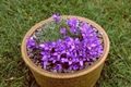 purple Garden Flowers Silvery Dwarf Harebell, Edraianthus Photo, cultivation and description, characteristics and growing