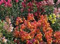 orange Garden Flowers Snapdragon, Weasel's Snout, Antirrhinum Photo, cultivation and description, characteristics and growing