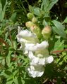 white Garden Flowers Snapdragon, Weasel's Snout, Antirrhinum Photo, cultivation and description, characteristics and growing
