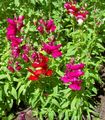red Garden Flowers Snapdragon, Weasel's Snout, Antirrhinum Photo, cultivation and description, characteristics and growing