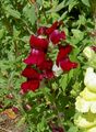 burgundy Garden Flowers Snapdragon, Weasel's Snout, Antirrhinum Photo, cultivation and description, characteristics and growing