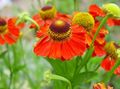 red Sneezeweed, Helen's Flower, Dogtooth Daisy, Helenium autumnale Photo, cultivation and description, characteristics and growing