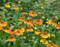 orange Sneezeweed, Helen's Flower, Dogtooth Daisy, Helenium autumnale Photo, cultivation and description, characteristics and growing