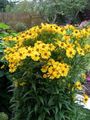 yellow Sneezeweed, Helen's Flower, Dogtooth Daisy, Helenium autumnale Photo, cultivation and description, characteristics and growing