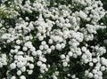white Sneezewort, Sneezeweed, Brideflower, Achillea ptarmica Photo, cultivation and description, characteristics and growing