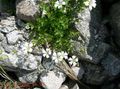 bianco I fiori da giardino Snow-In-Summer, Cerastium foto, la lavorazione e descrizione, caratteristiche e la coltivazione