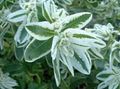 bela Vrtno Cvetje Snow-On-The-Gora, Euphorbia marginata fotografija, gojenje in opis, značilnosti in rast