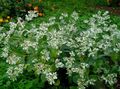 bela Vrtno Cvetje Snow-On-The-Gora, Euphorbia marginata fotografija, gojenje in opis, značilnosti in rast