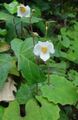 white Garden Flowers Snow Poppy, Chinese Bloodroot, Eomecon Photo, cultivation and description, characteristics and growing