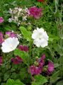 bílá Zahradní květiny Snowcup, Pobídl Anoda, Divoký Bavlna, Anoda cristata fotografie, kultivace a popis, charakteristiky a pěstování