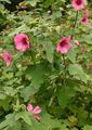 pink Garden Flowers Snowcup, Spurred Anoda, Wild Cotton, Anoda cristata Photo, cultivation and description, characteristics and growing