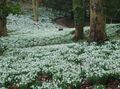 white Garden Flowers Snowdrop, Galanthus Photo, cultivation and description, characteristics and growing