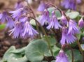 lilac Garden Flowers Soldanella Photo, cultivation and description, characteristics and growing