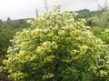 žltá Záhradné kvety Solidasterem fotografie, pestovanie a popis, vlastnosti a pestovanie