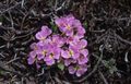 rožinis Sodo Gėlės Solms-Laubachia Nuotrauka, auginimas ir aprašymas, charakteristikos ir augantis