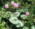 pink Garden Flowers Sow Bread, Hardy Cyclamen Photo, cultivation and description, characteristics and growing