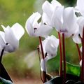 white Garden Flowers Sow Bread, Hardy Cyclamen Photo, cultivation and description, characteristics and growing