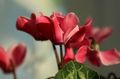 red Garden Flowers Sow Bread, Hardy Cyclamen Photo, cultivation and description, characteristics and growing