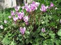 lilac Garden Flowers Sow Bread, Hardy Cyclamen Photo, cultivation and description, characteristics and growing