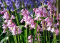 fotografie Španělština Bluebell, Dříví Hyacint popis, charakteristiky a pěstování