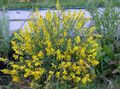 yellow Garden Flowers Spanish gorse, Spanish Broom, Genista  hispanica Photo, cultivation and description, characteristics and growing