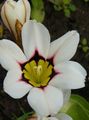 white Sparaxis, Harlequin Flower Photo, cultivation and description, characteristics and growing