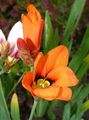 orange Sparaxis, Harlequin Flower Photo, cultivation and description, characteristics and growing