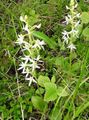 white Garden Flowers Species Orchid, Lesser Butterfly Orchid, Two-Leafed Platanthera Photo, cultivation and description, characteristics and growing